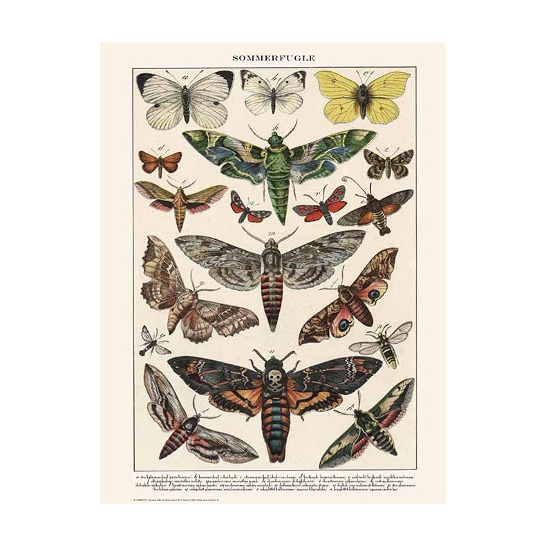 Nature poster 50x70cm
