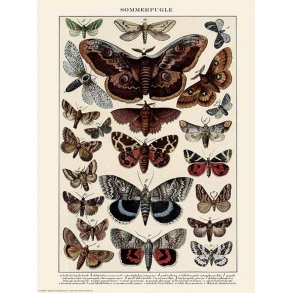 Natur plakat 50x70cm