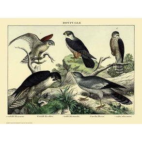 Natur plakat 50x70cm