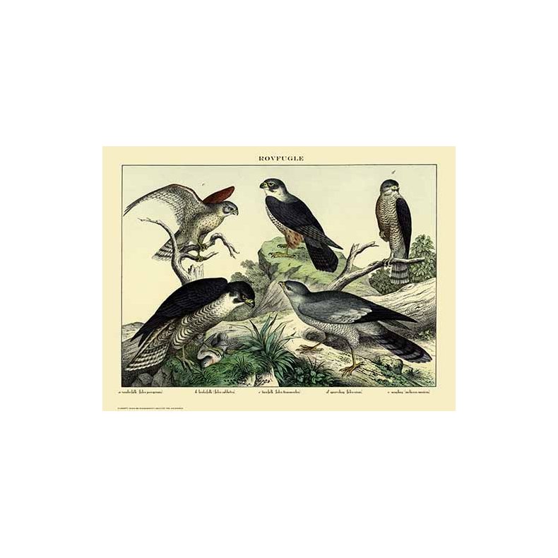 Nature poster 50x70cm