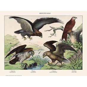 Natur plakat 30x40cm