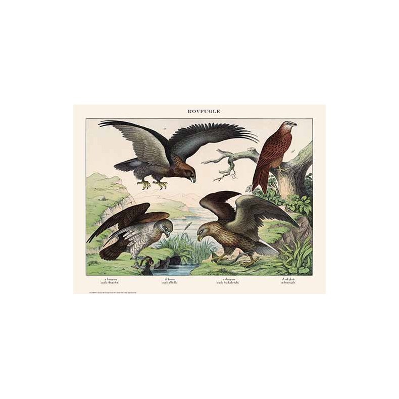 Natur plakat 50x70cm
