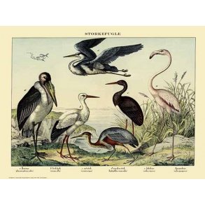 Natur plakat 50x70cm