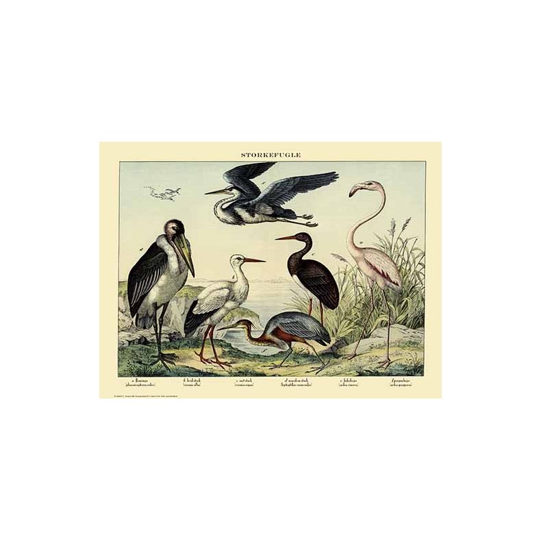 Nature poster 50x70cm