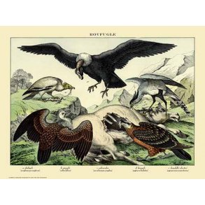 Natur plakat 50x70cm