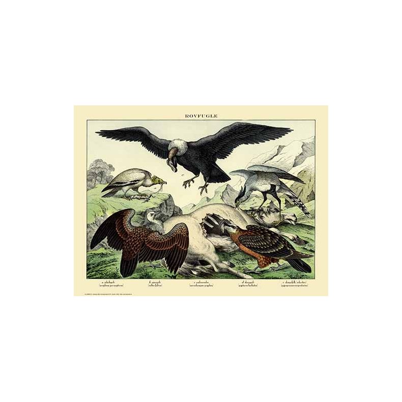 Nature poster 50x70cm