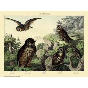 Natur plakat 50x70cm