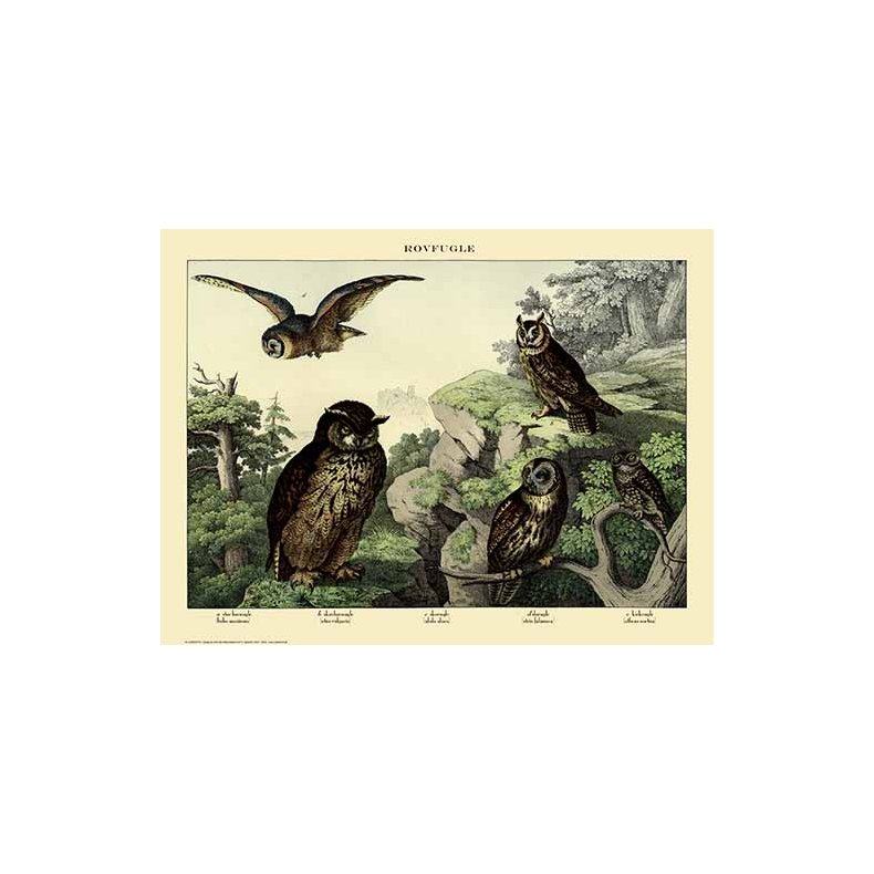 Nature poster 50x70cm