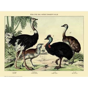 Natur plakat 50x70cm