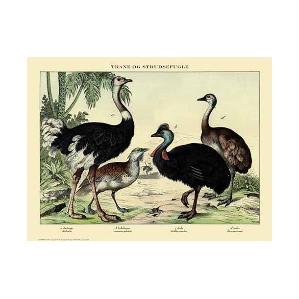 Natur plakat 50x70cm
