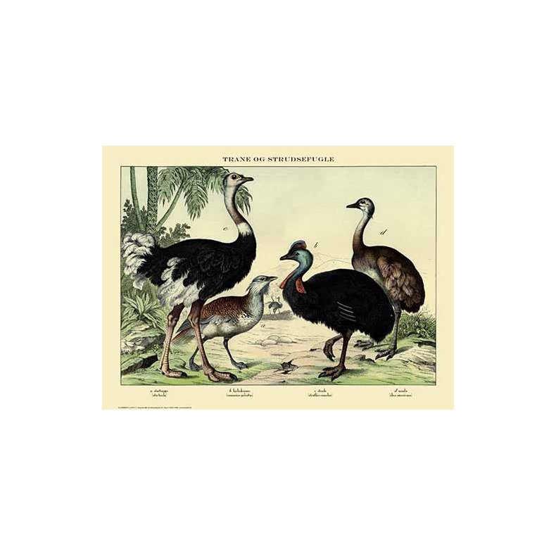 Natur plakat 50x70cm