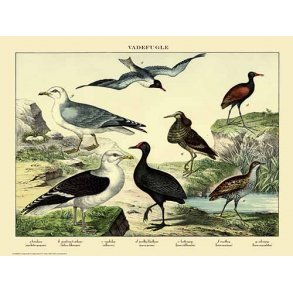 Natur plakat 50x70cm