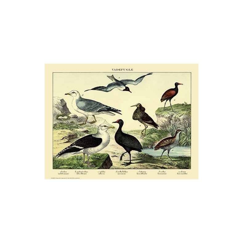 Natur plakat 50x70cm