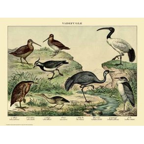 Natur plakat 50x70cm