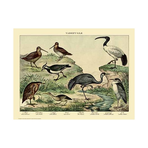 Natur plakat 50x70cm