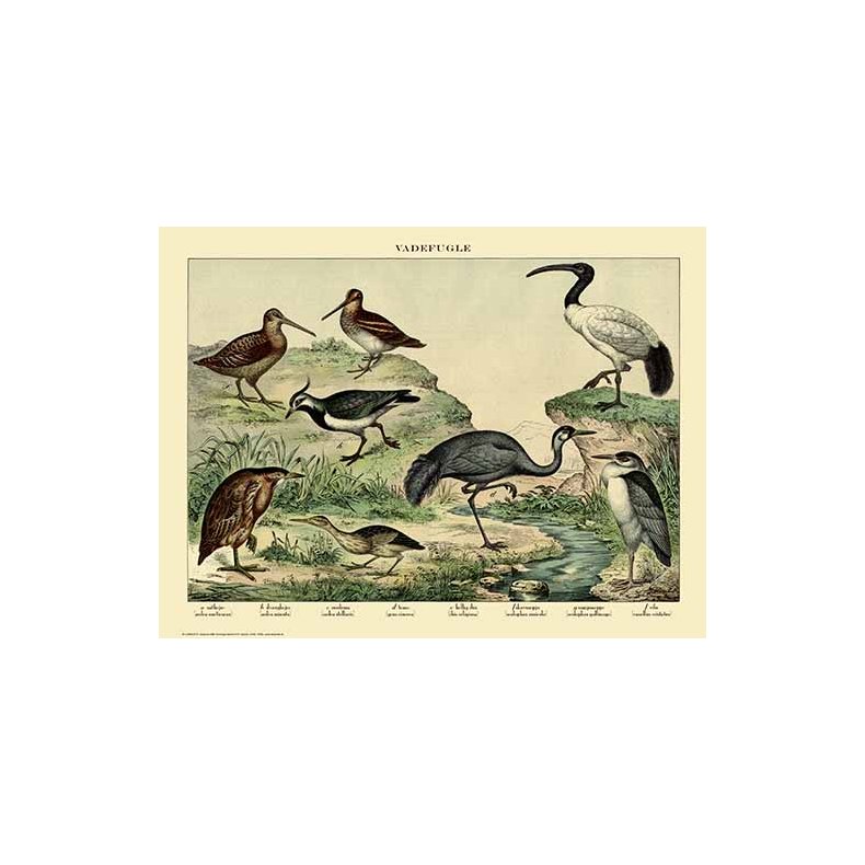 Natur plakat 50x70cm