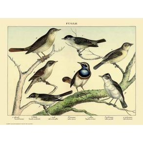 Natur plakat 50x70cm