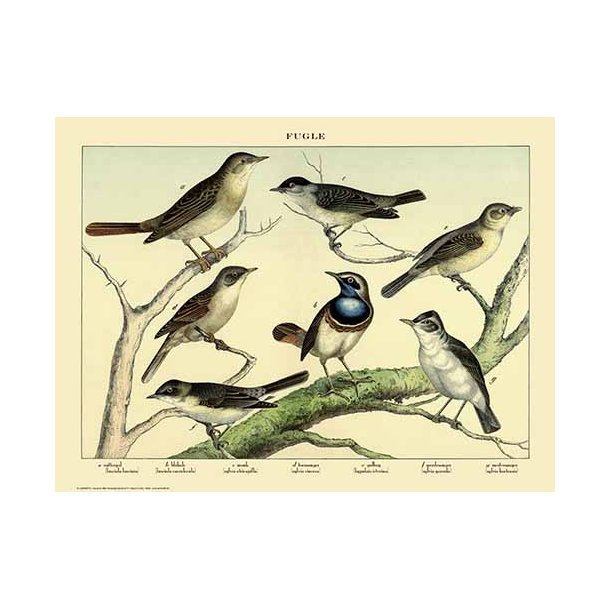 Natur plakat 50x70cm