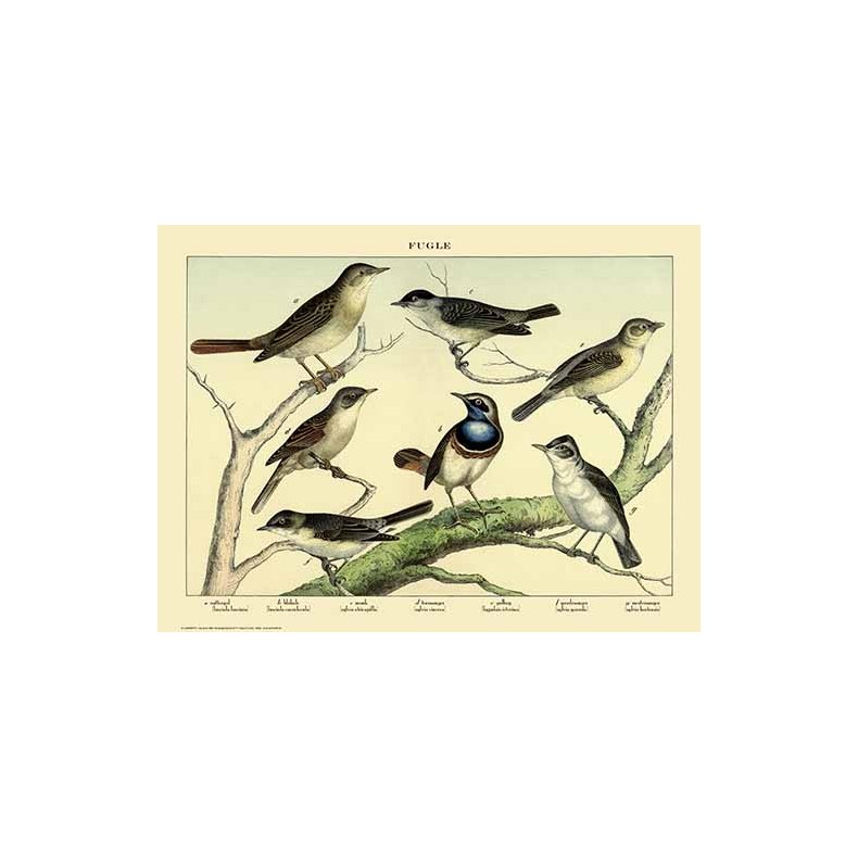 Natur plakat 50x70cm