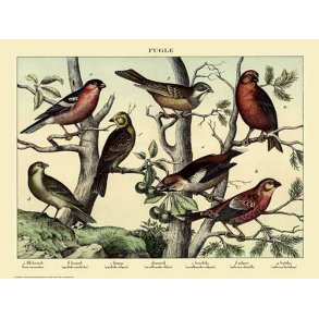 Natur plakat 50x70cm