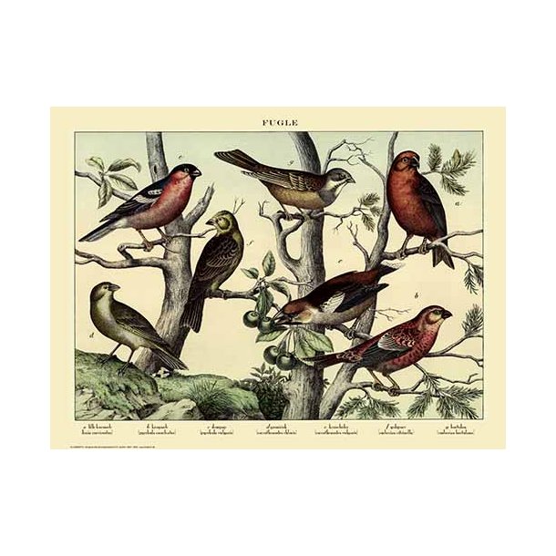 Natur plakat 50x70cm