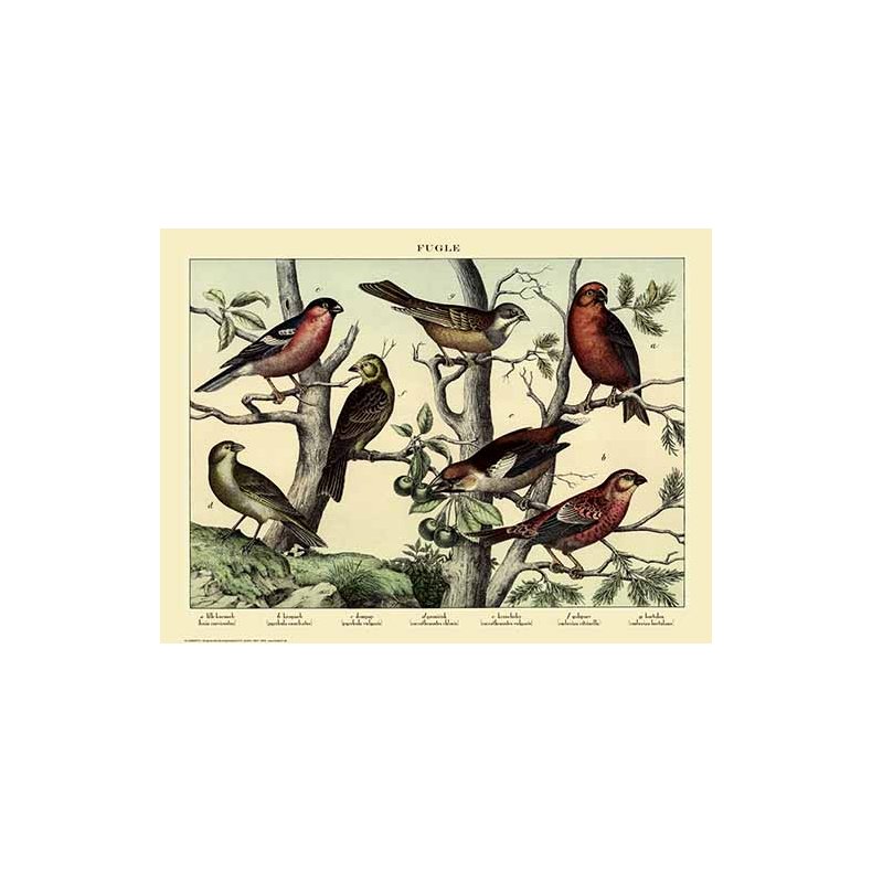 Natur plakat 50x70cm