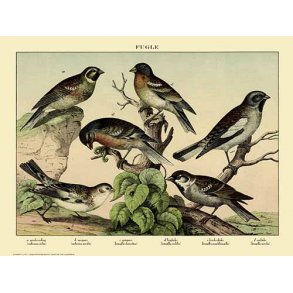 Natur plakat 50x70cm