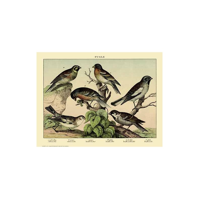 Natur plakat 50x70cm