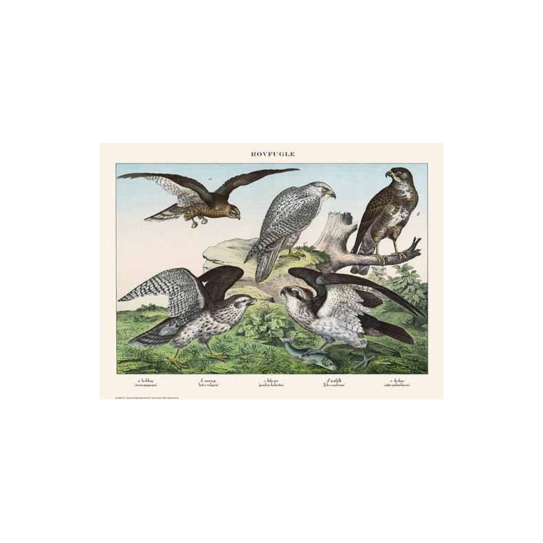 Nature poster 50x70cm