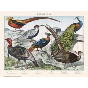 Natur plakat 30x40cm