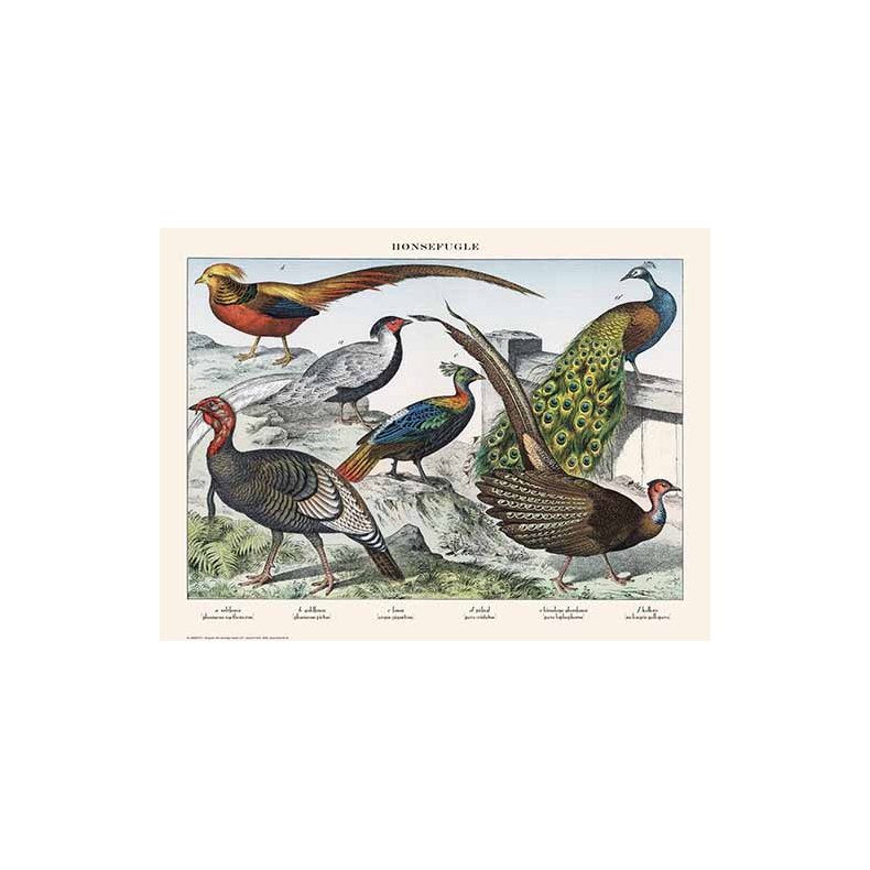 Natur plakat 50x70cm