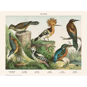 Natur plakat 30x40cm