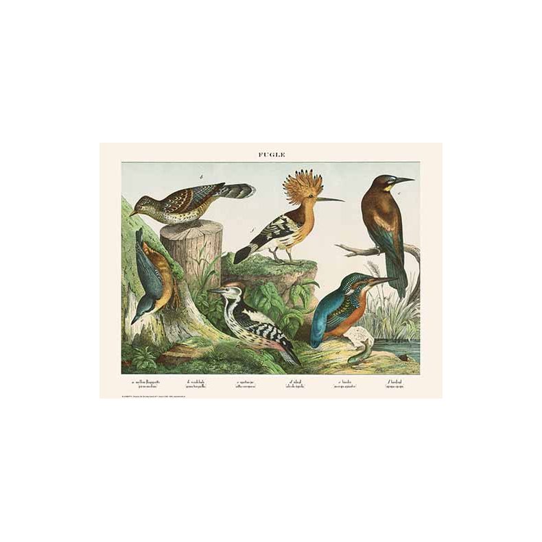 Natur plakat 50x70cm