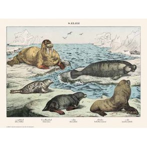 Natur plakat 30x40cm