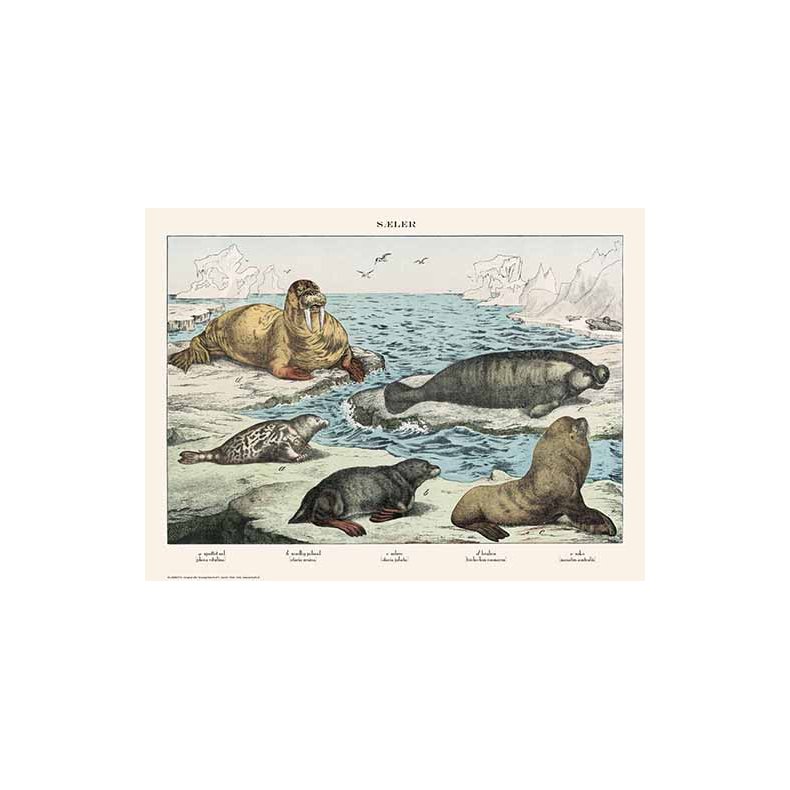 Natur plakat 50x70cm