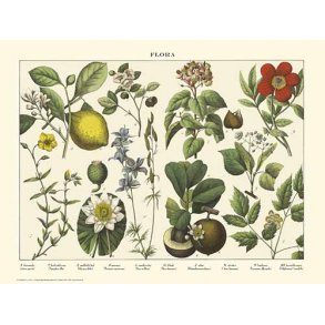 Natur plakat 50x70cm