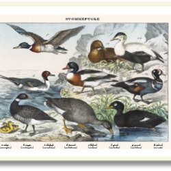 Nature poster 50x70cm in frame