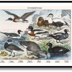 Nature poster 50x70cm in frame