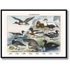 Nature poster 50x70cm in frame