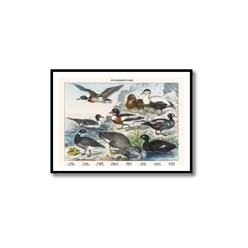 Natur plakat 50x70cm i ramme