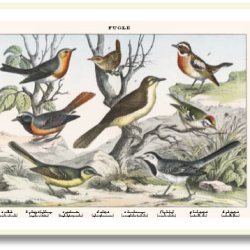 Natur plakat 50x70cm i ramme