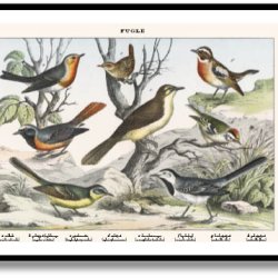 Natur plakat 50x70cm i ramme