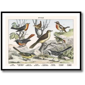 Nature poster 50x70cm in frame