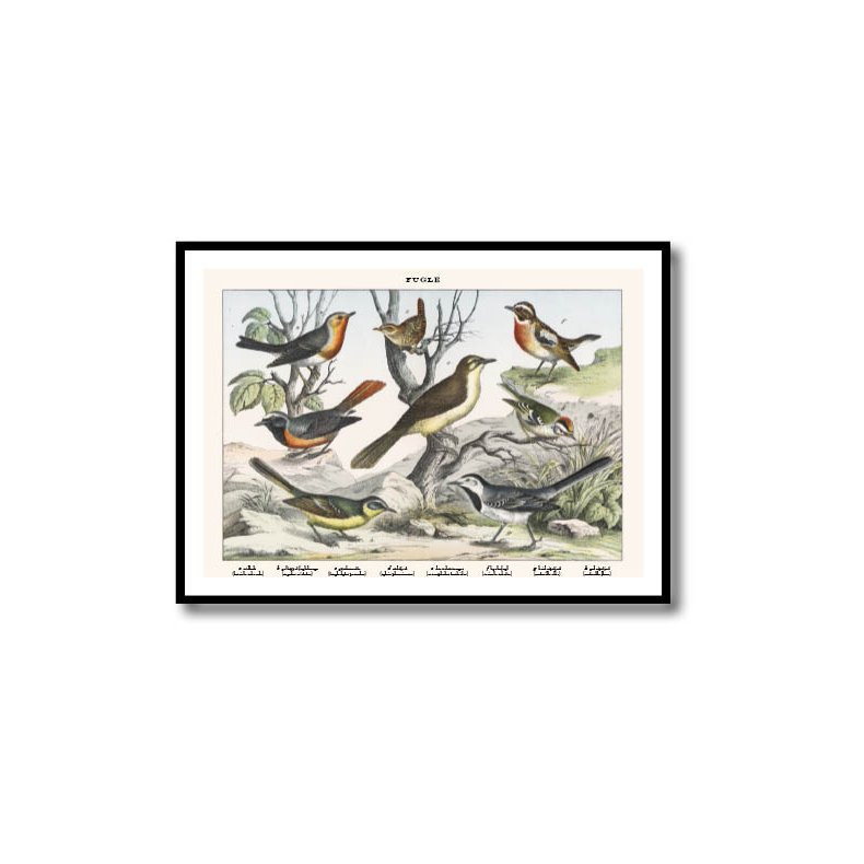 Nature poster 50x70cm in frame