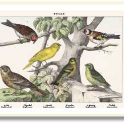 Nature poster 50x70cm in frame