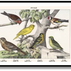 Nature poster 50x70cm in frame