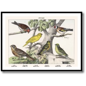 Nature poster 50x70cm in frame