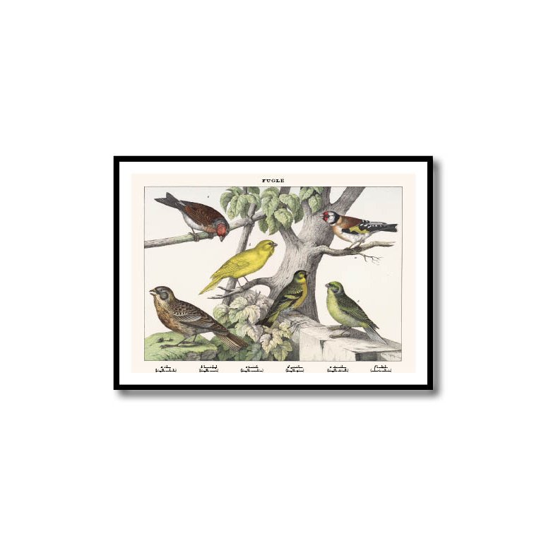 Natur plakat 50x70cm i ramme