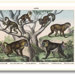 Nature poster 50x70cm in frame