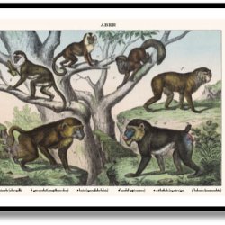 Nature poster 50x70cm in frame